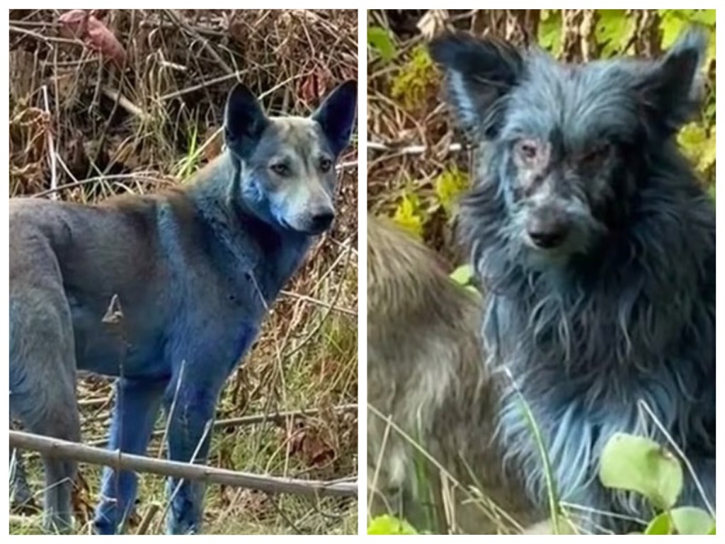 Голубые псы 