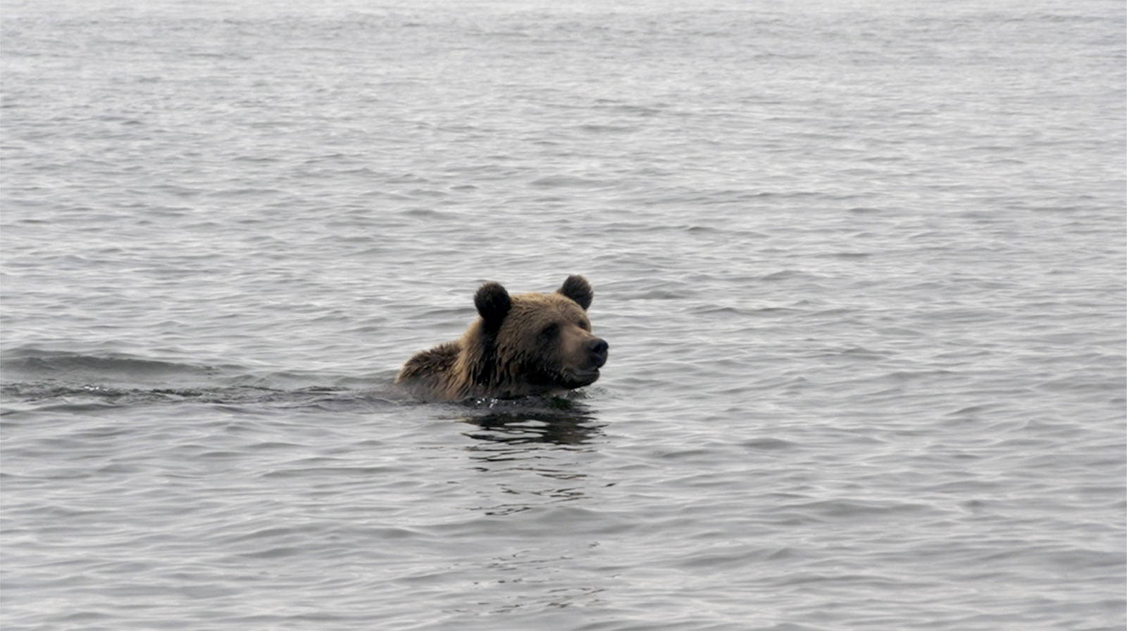 медведь в воде медведь в воде