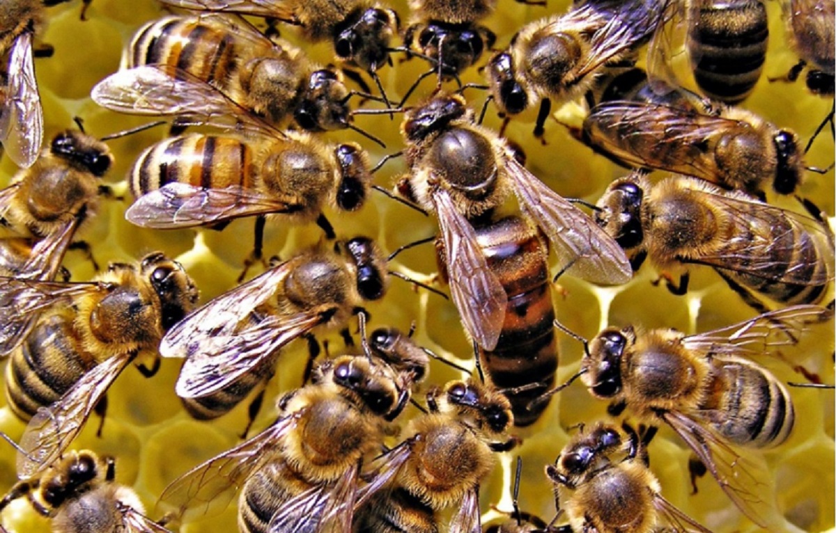 Пчела королева и рабочая