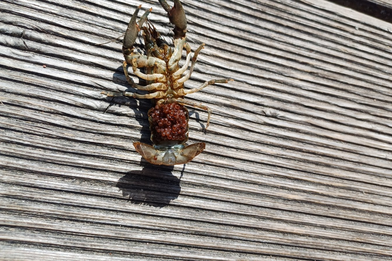 3-Американский полосатый рак размножается быстрее белорусских сородичей.png