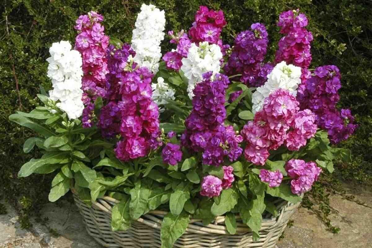 Левкои