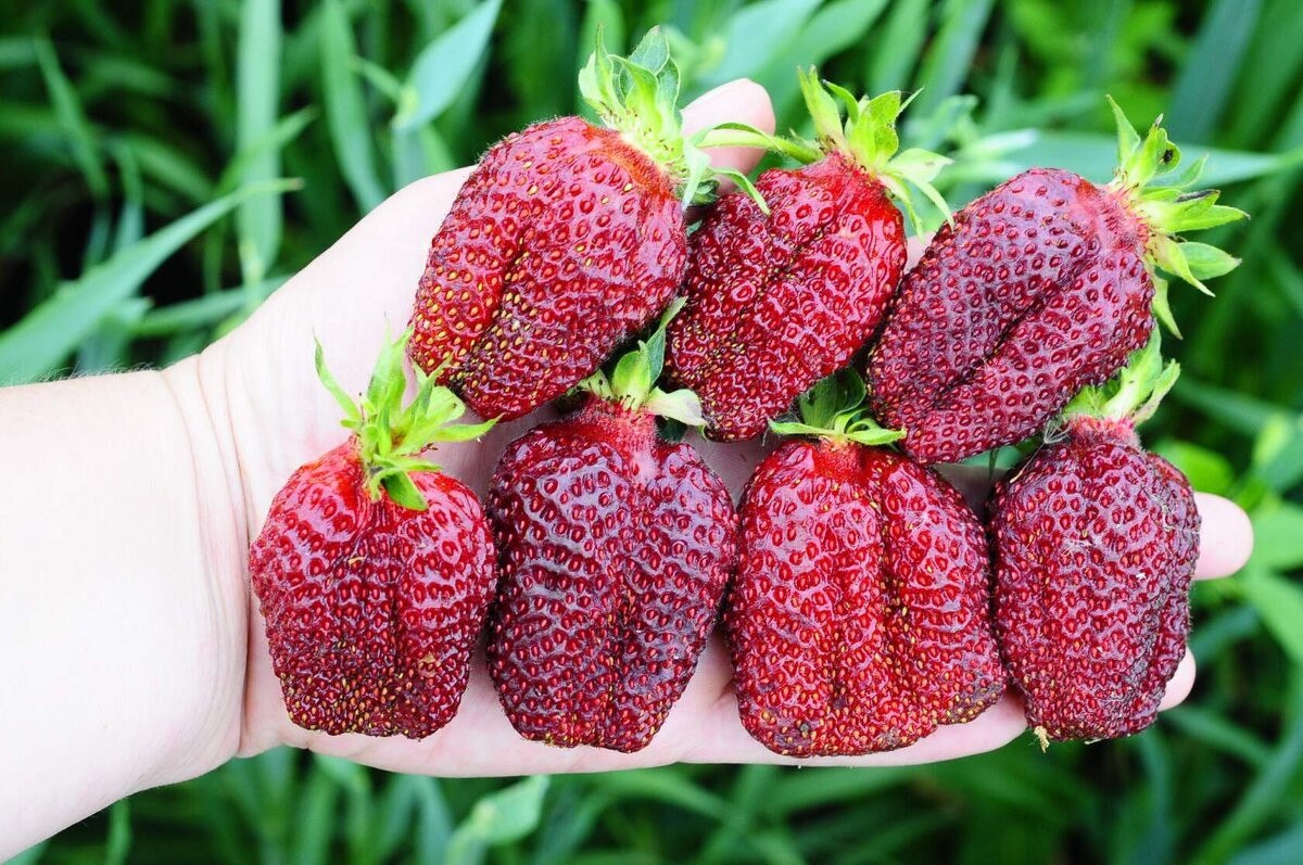 земклуника