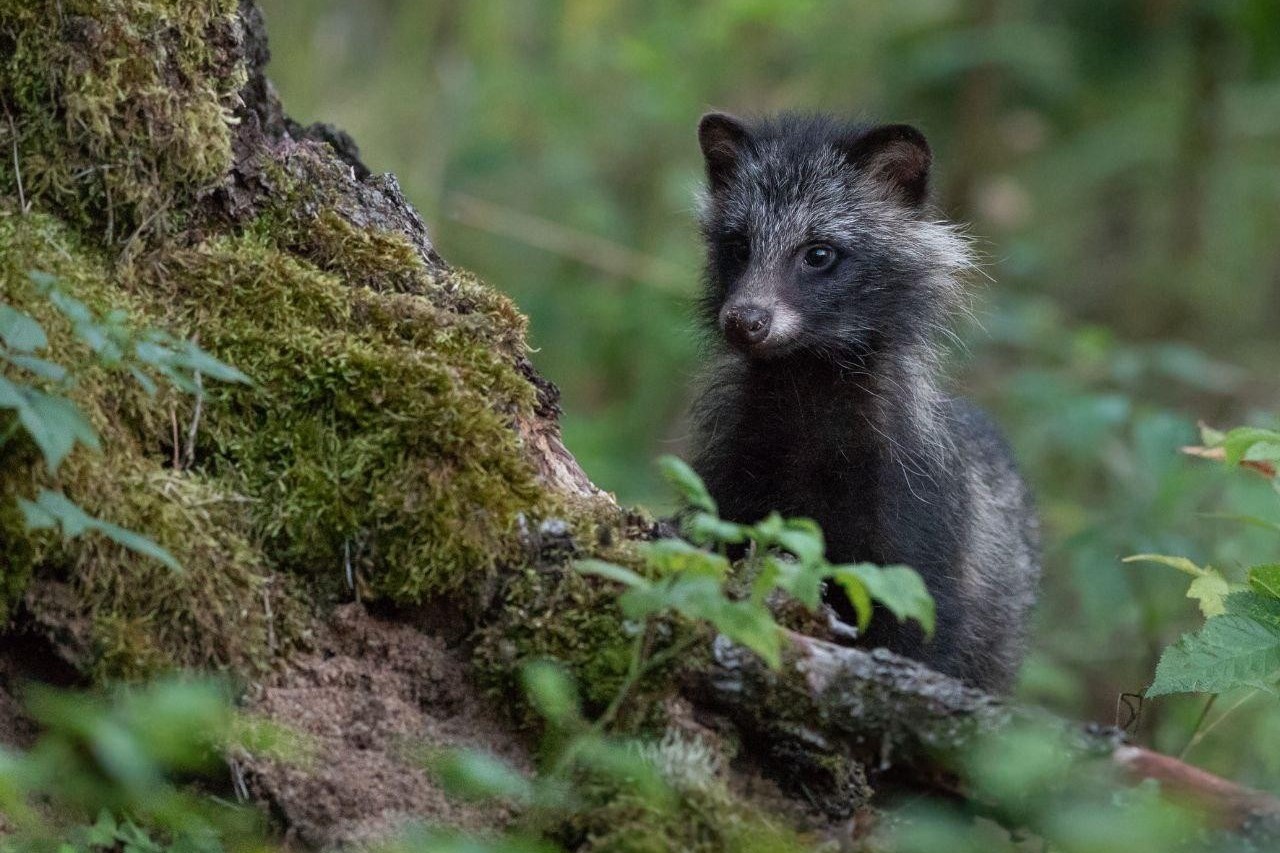 10-Щенок енотовидной собаки в лесу.jpg