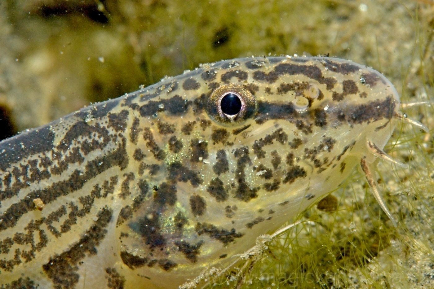 8-Щиповка крупным планом.jpg