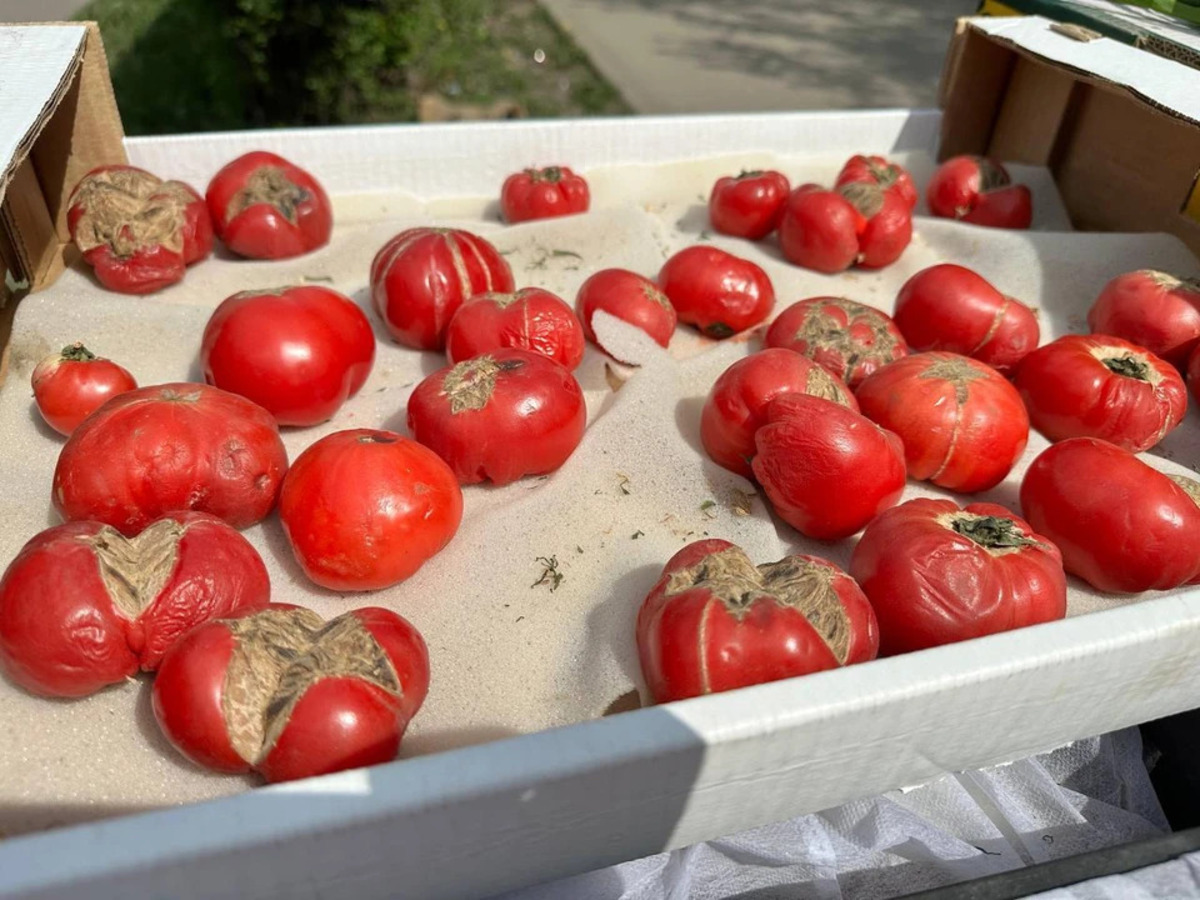 пораженные вирусом томаты