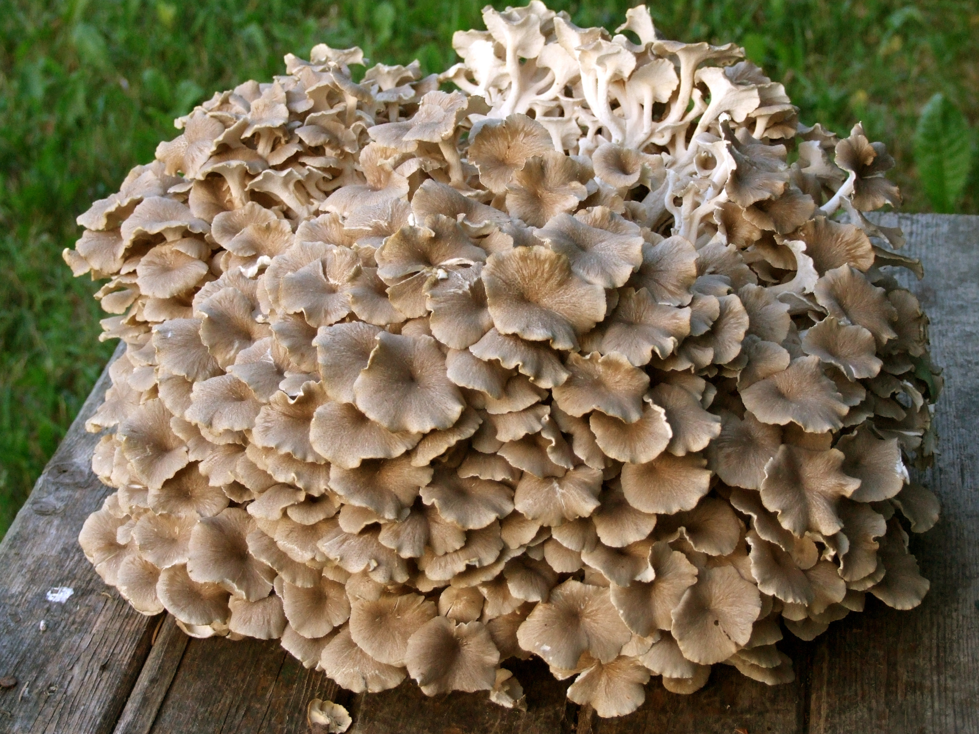 Polyporus_umbellatus.jpg