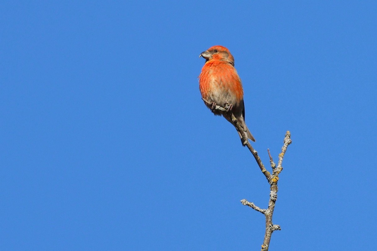 3-Клест-еловик на ветке.jpg
