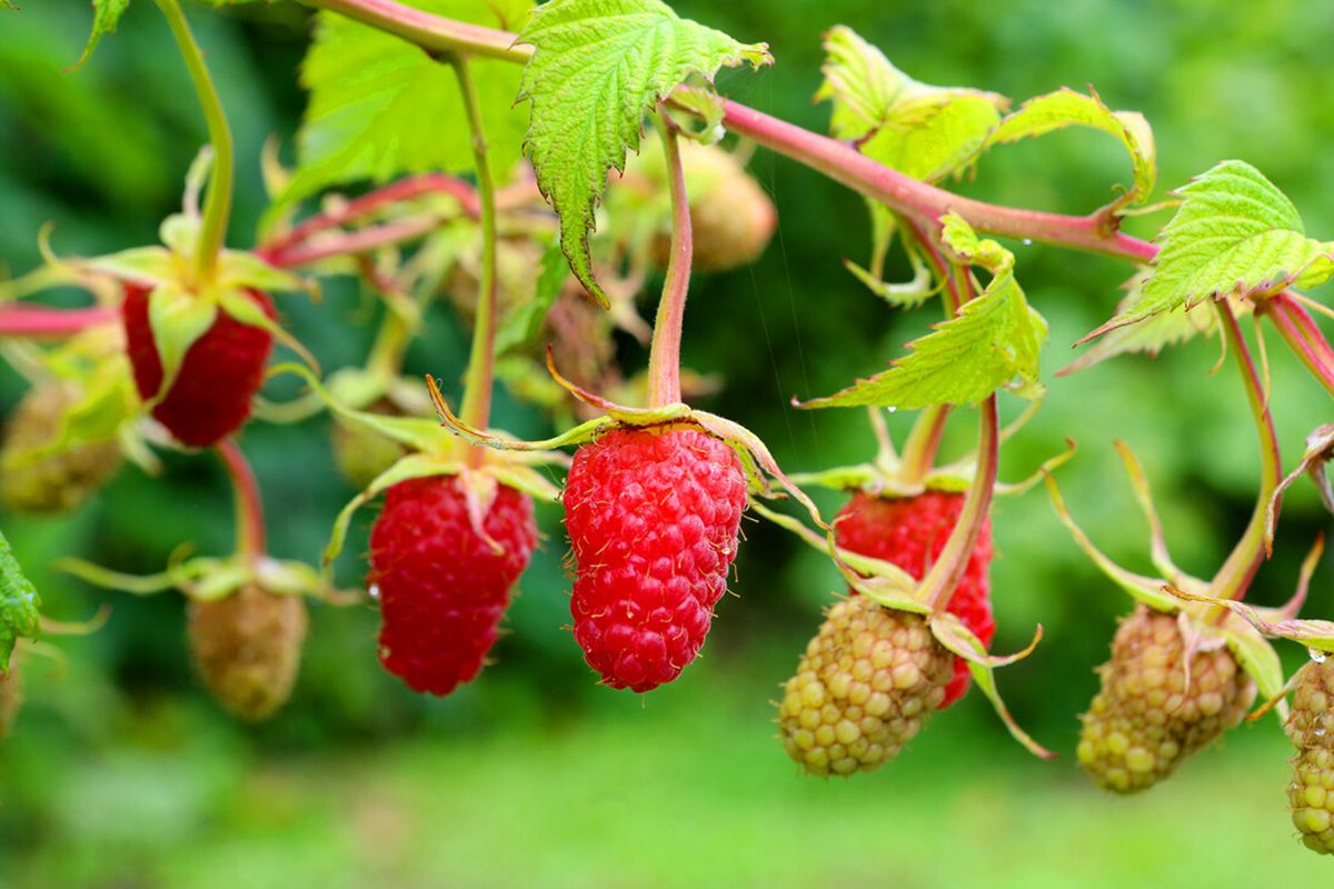 малина малина 2.jpg