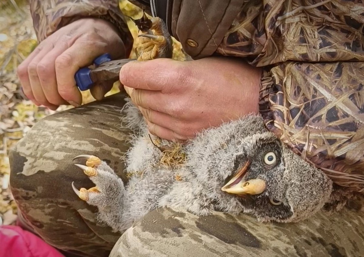 14-Кольцевание птенца неясыти.jpg