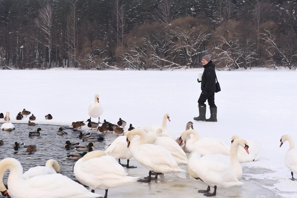 22-Анатолий и лебеди на Минском море.jpg