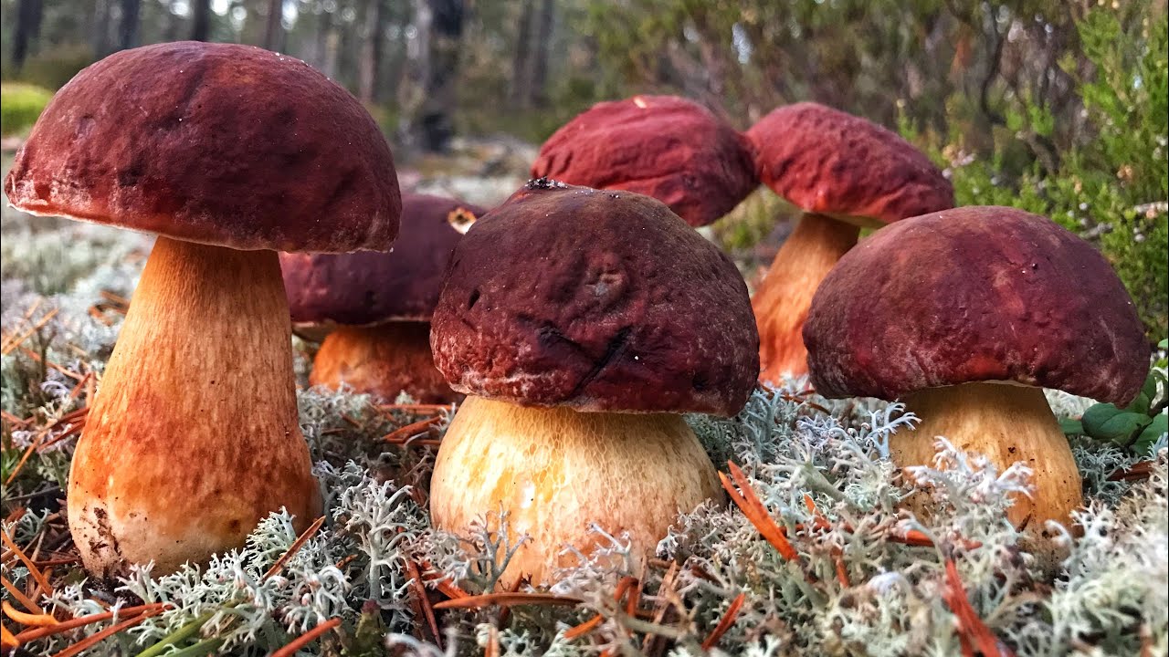 грибы растут