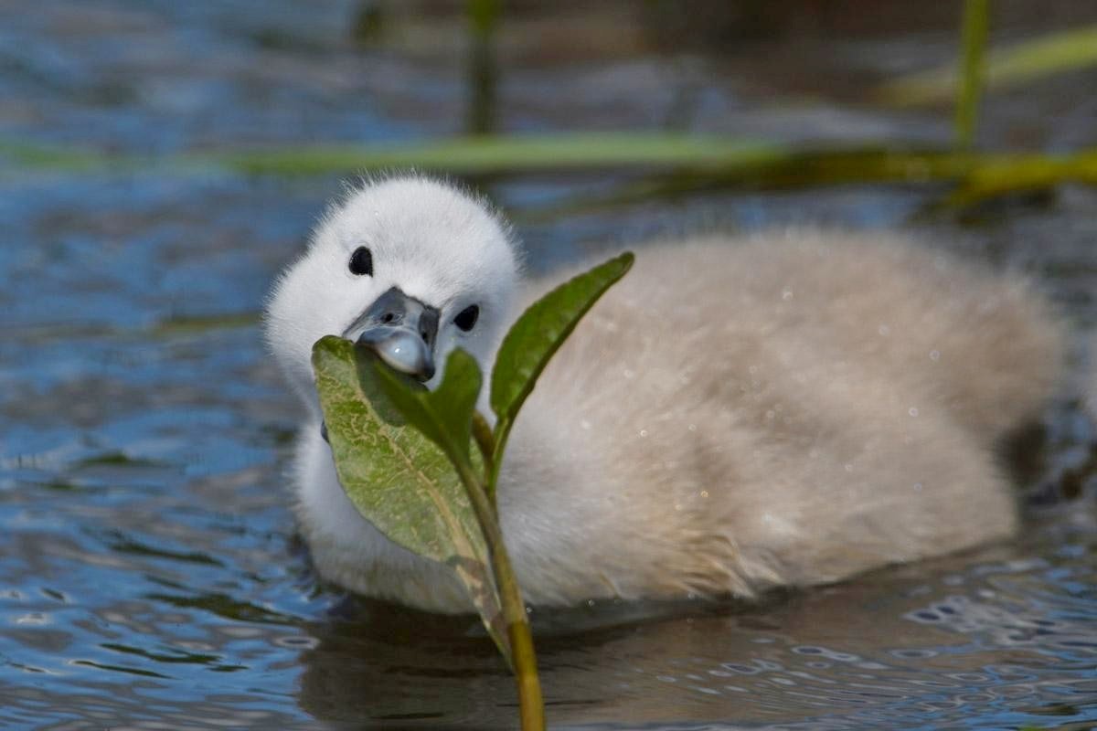 25-Малыш лебедей Яся и Янины.jpg