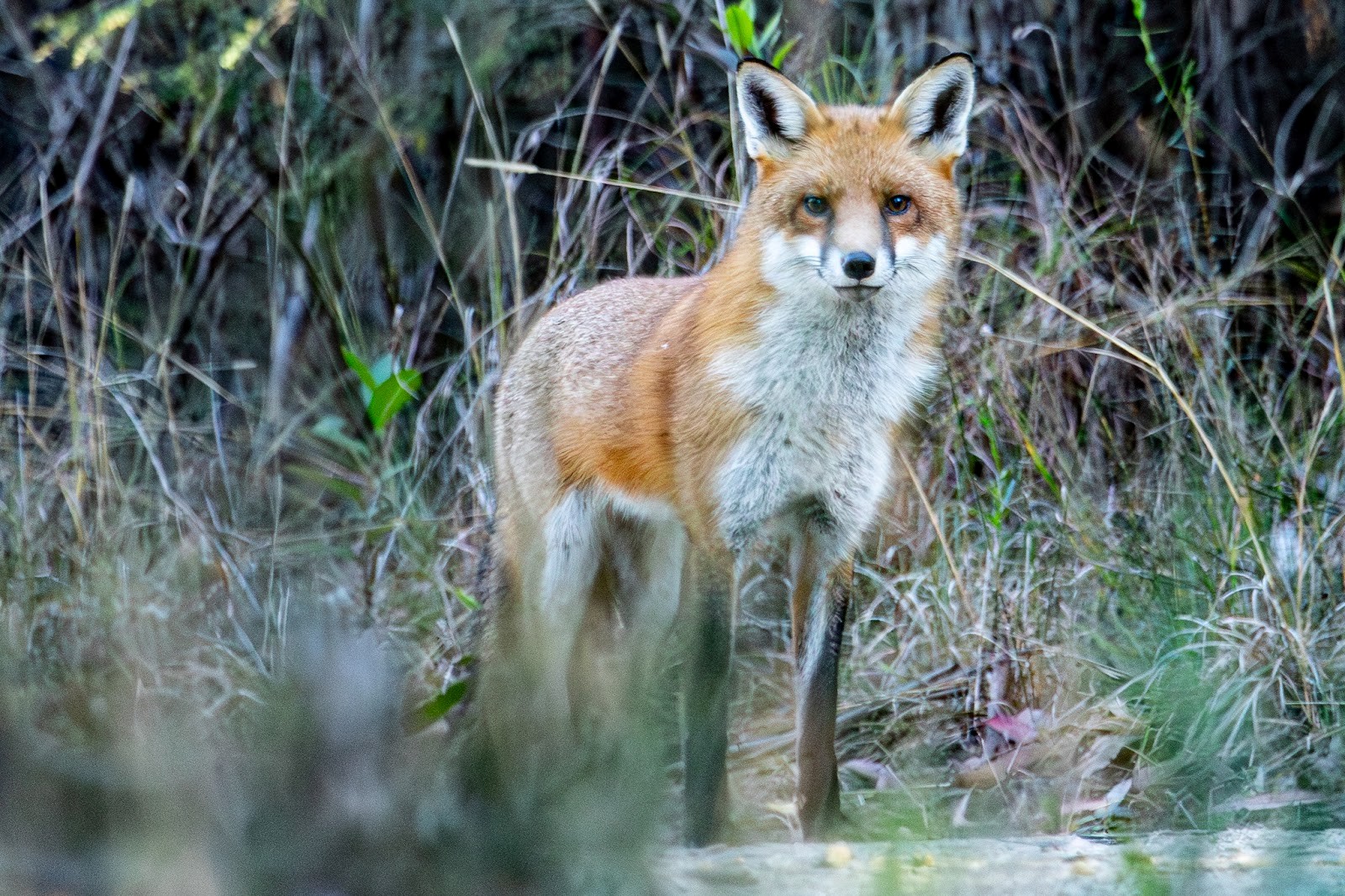 7-Лиса - главный враг болотной черепахи.jpg