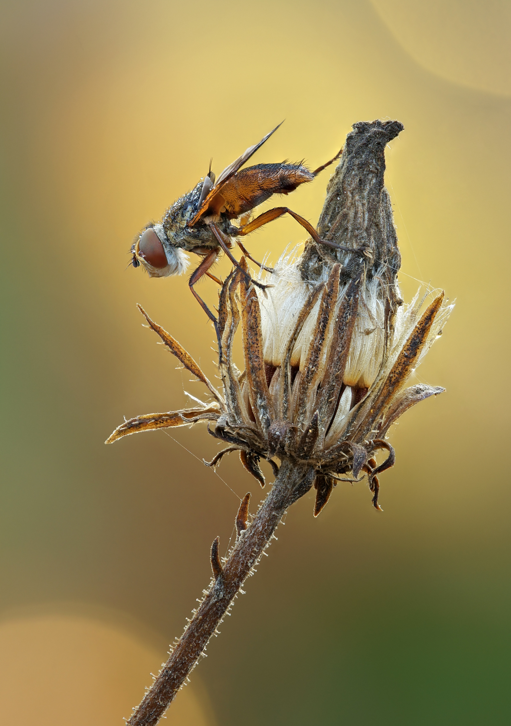 Осенняя муха