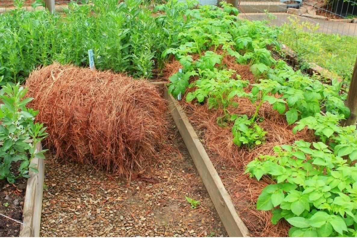 мульчирование