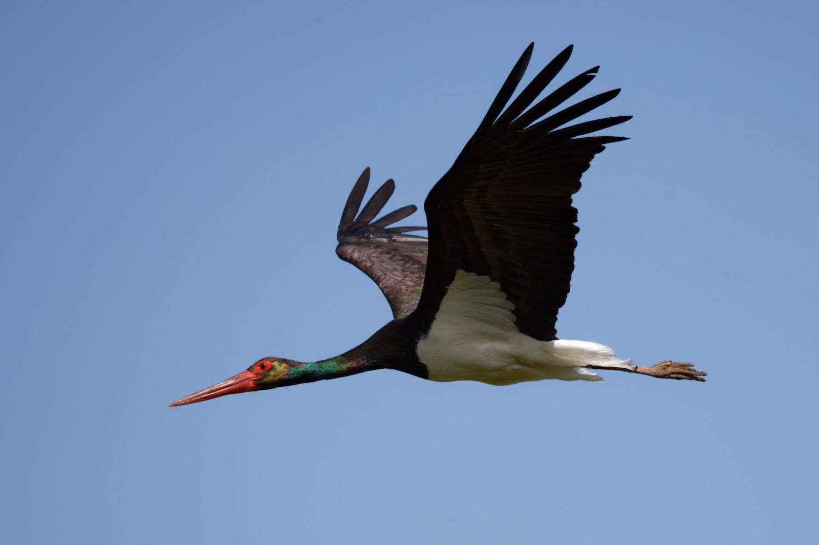 9-Черный аист в небе.jpg