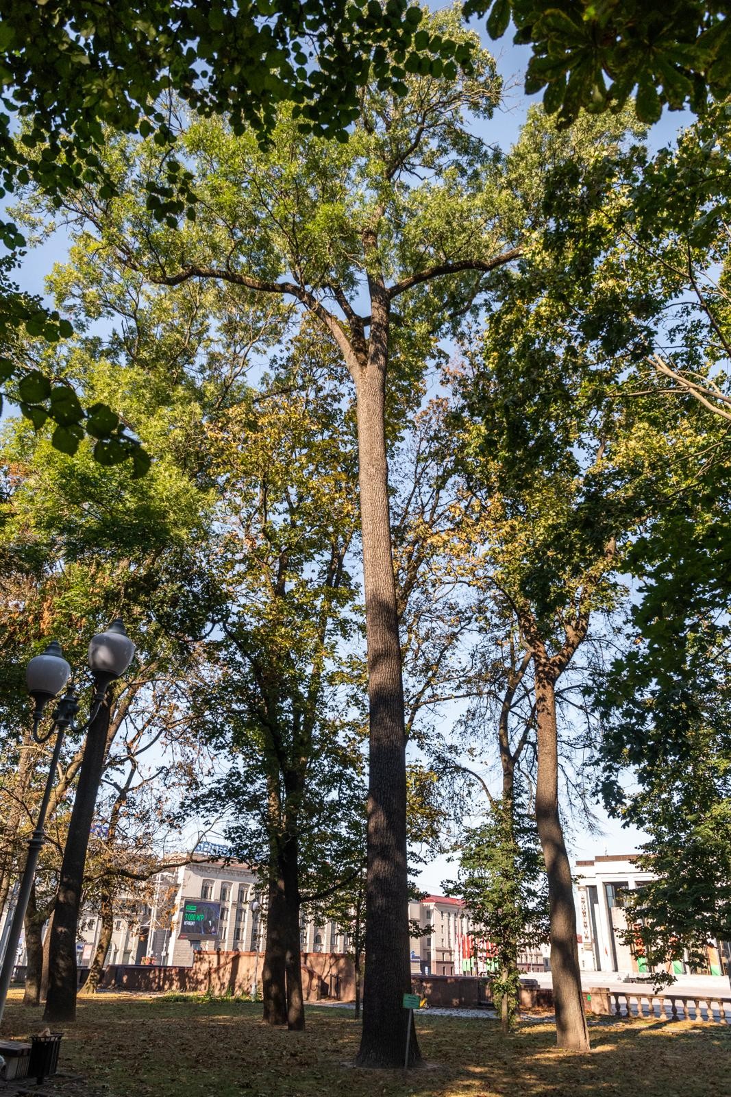 4-Ясень Аполлон растет на участке между проспектом Независимости и фонтаном Мальчик с лебедем.jpg