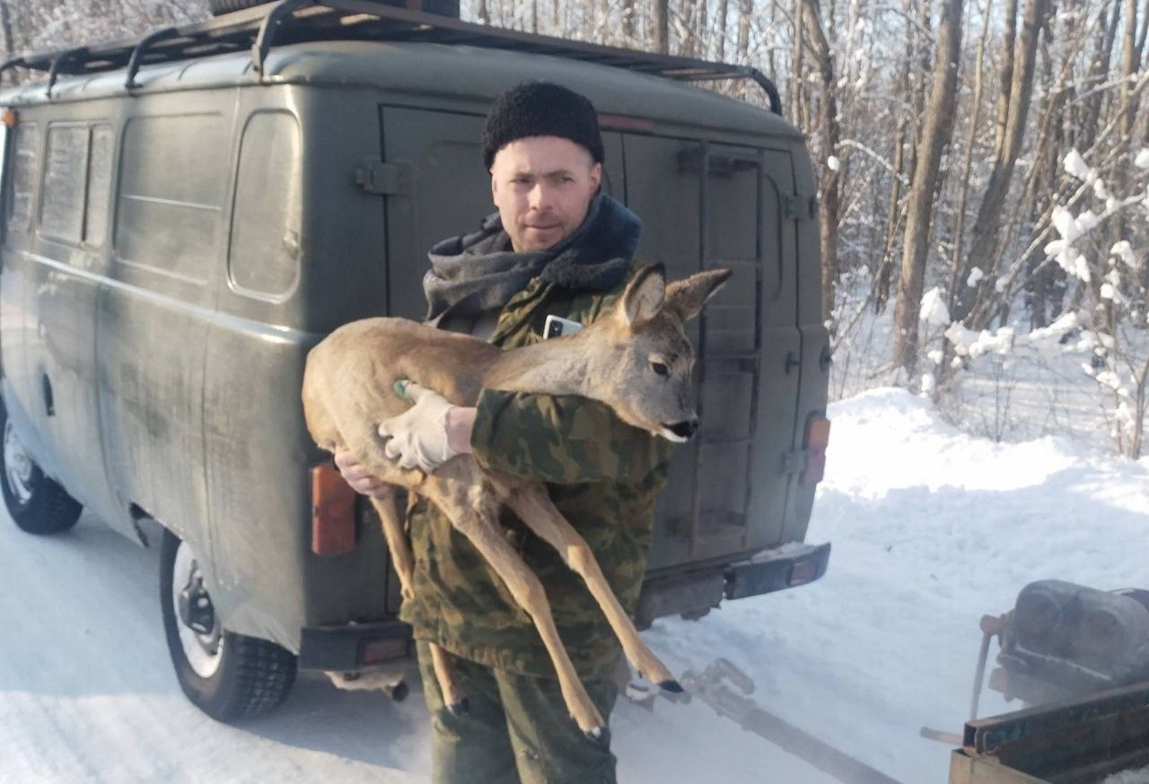 косуля на руках егеря.jpg