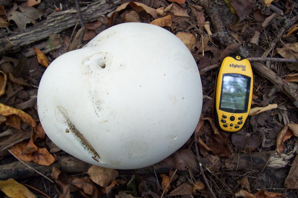 Giant_Puffball.jpg