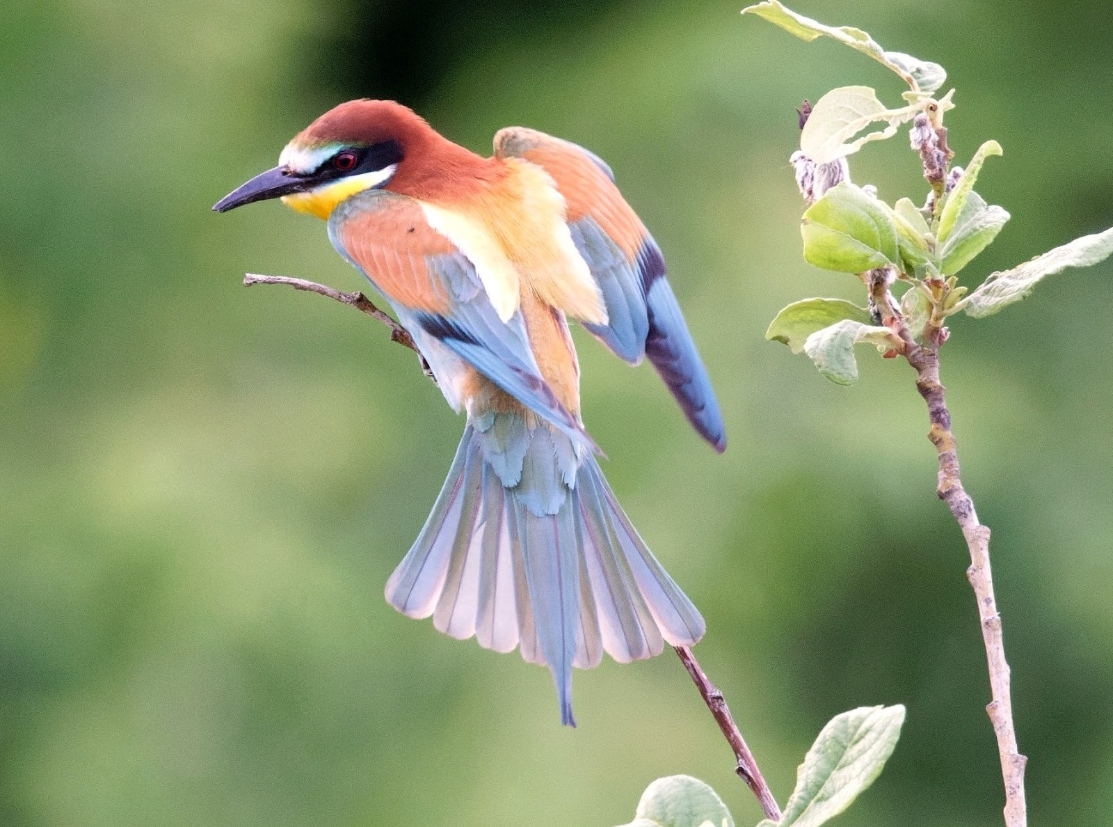 Возвращение птиц весной 10.jpg