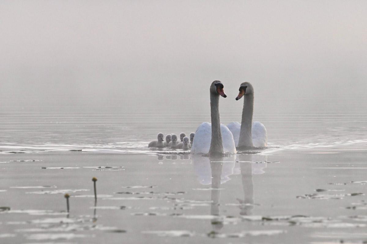 13-Лебеди Алесь и Алеся.jpg