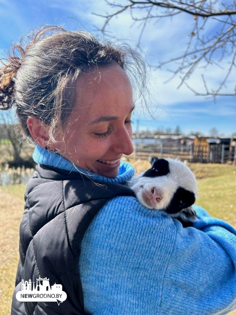 овечка овечка.jpg