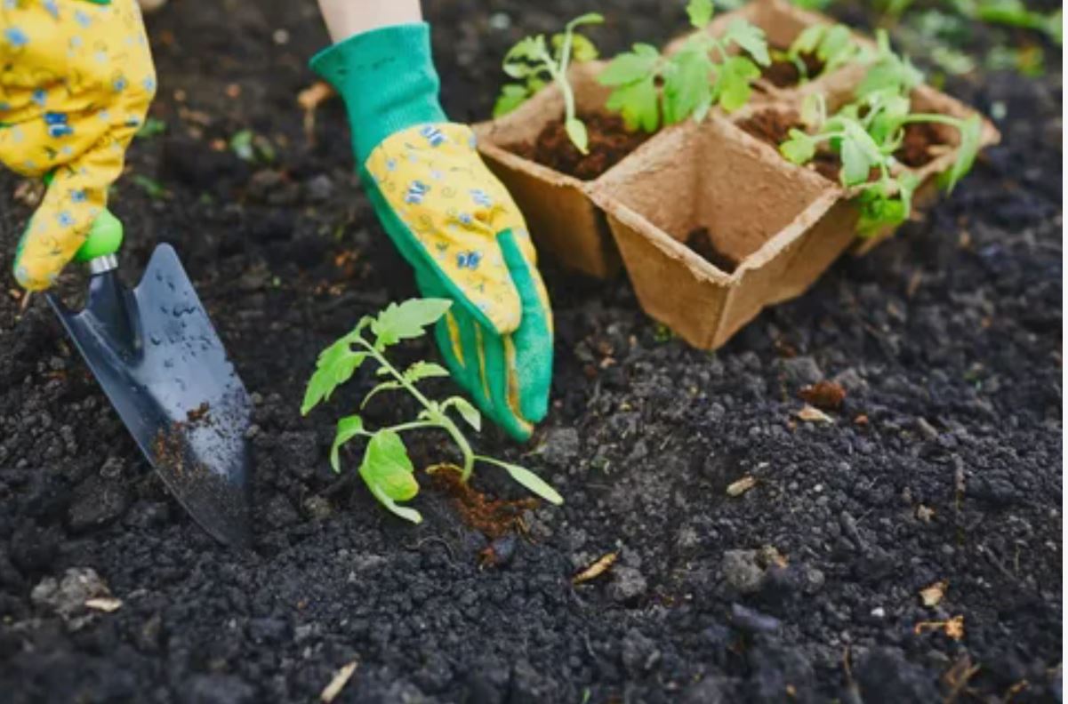 посадки 1.jpg