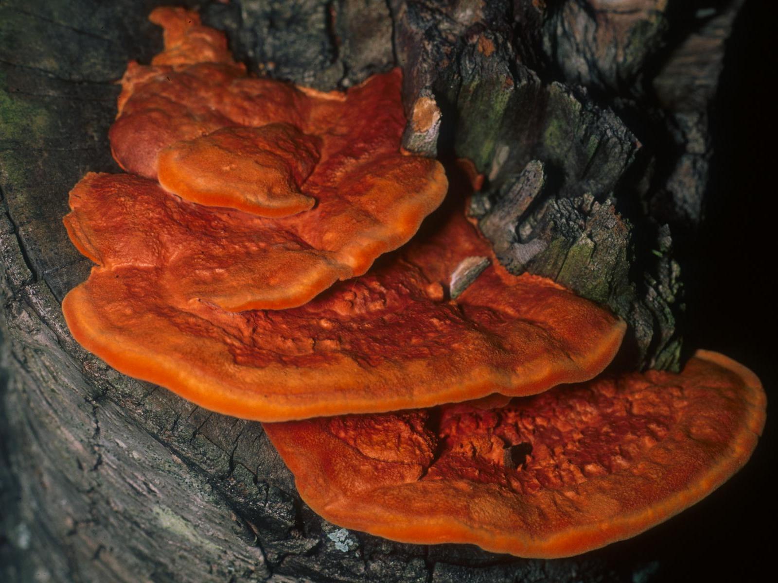 Pycnoporus_cinnabarinus_(Jacq.)_P._Karst_153.jpg