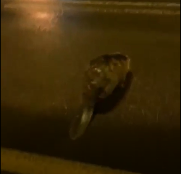 бобр2.png бобр2.png