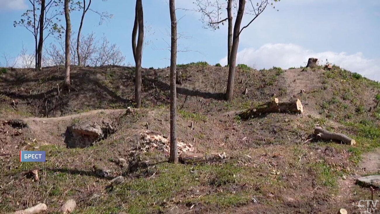 вырубленные деревья в Брестской крепости
