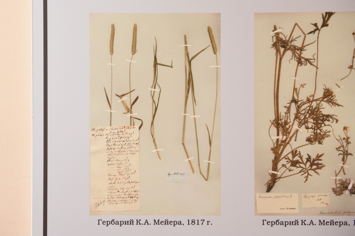 Самый старый гербарий в Беларуси.jpg Самый старый гербарий в Беларуси.jpg