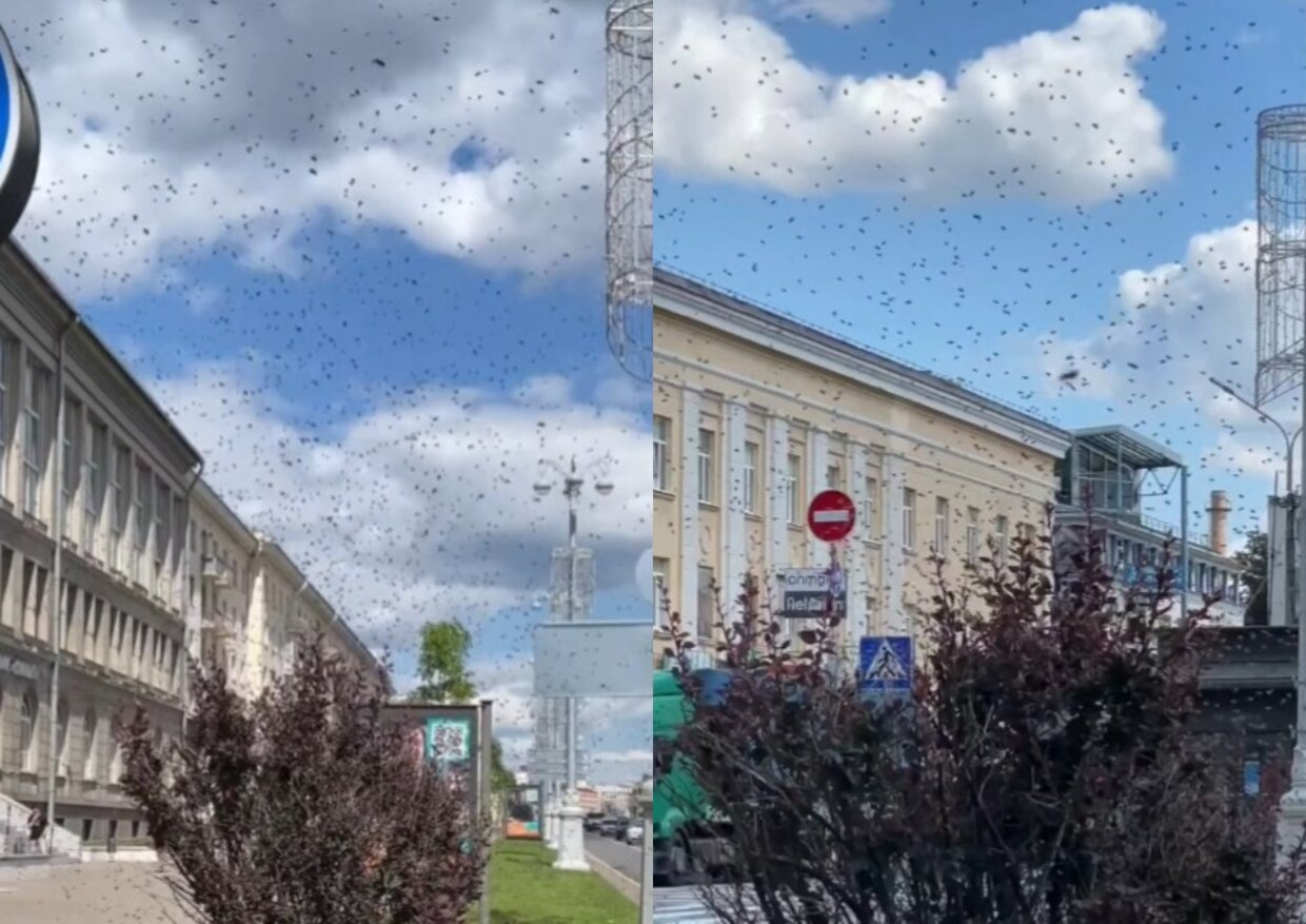 рой насекомых в Минске