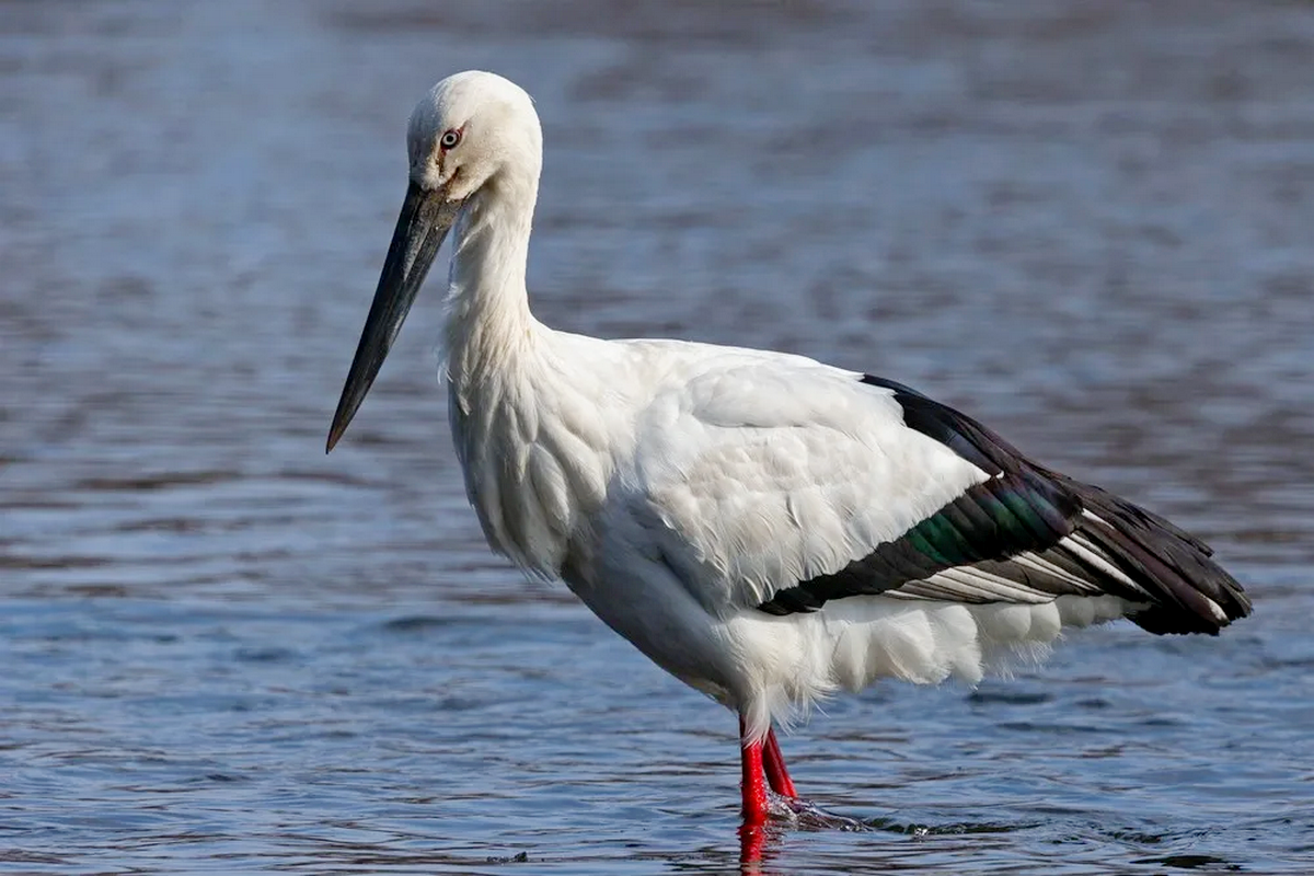 4-Дальневосточный аист.png