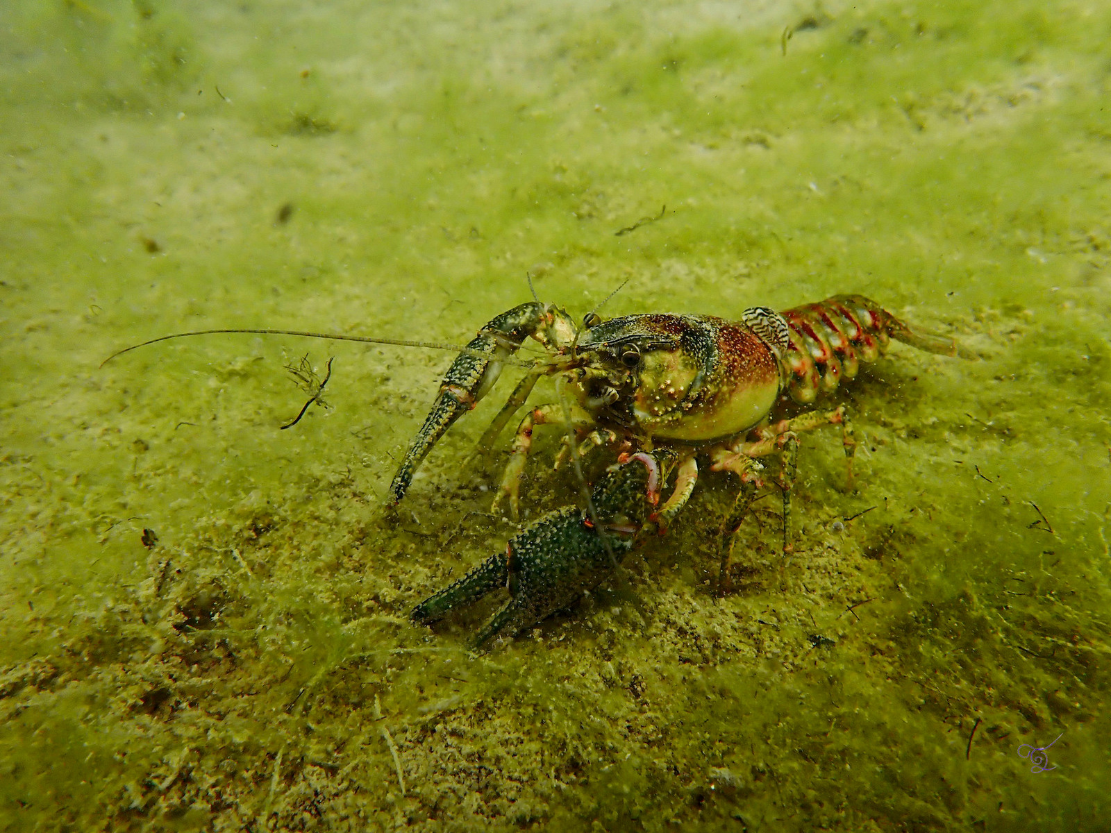 7-Американский полосатый рак.jpg