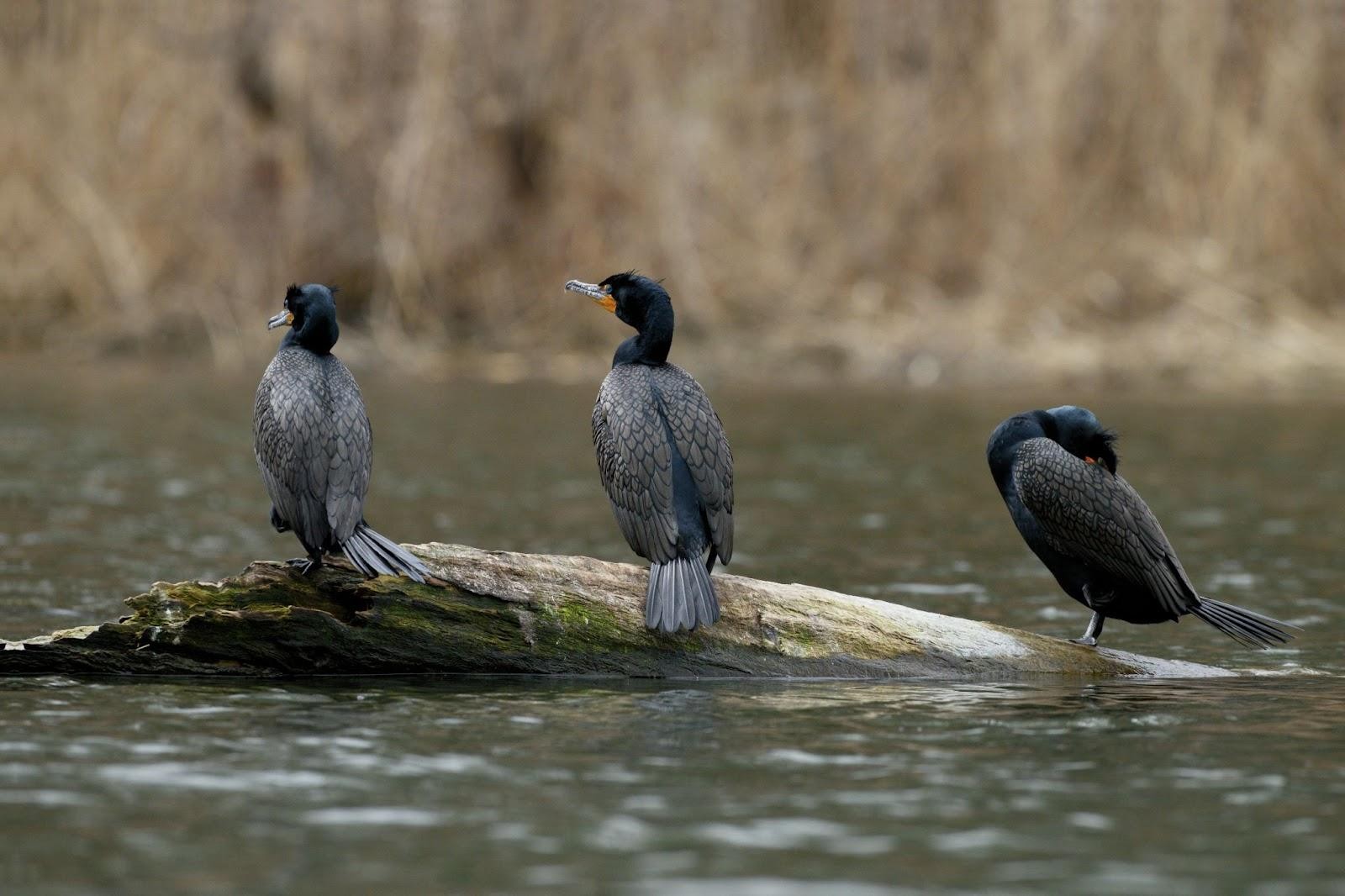 5-Бакланы отдыхают.jpg