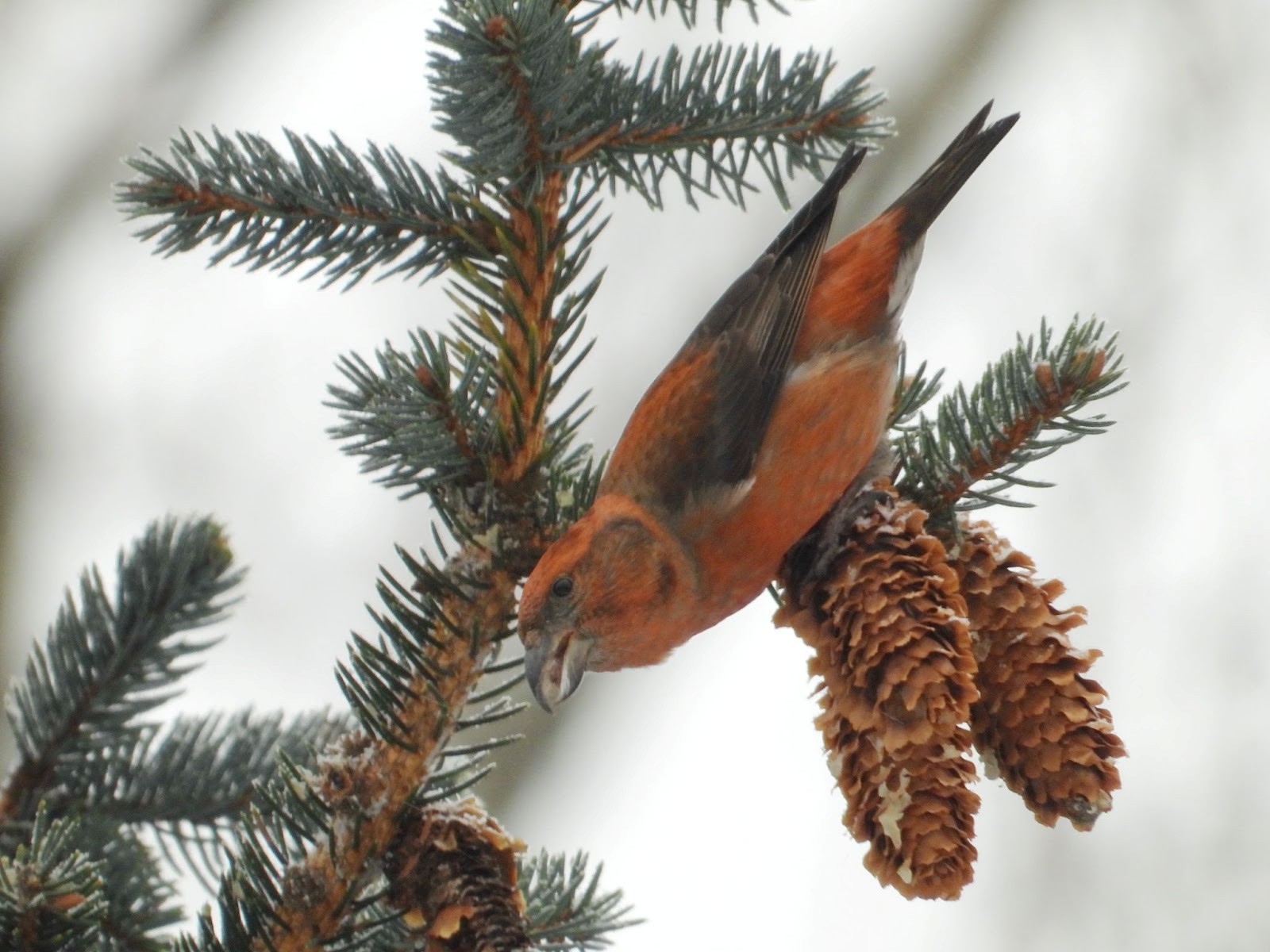 Возвращение птиц весной 13.jpg