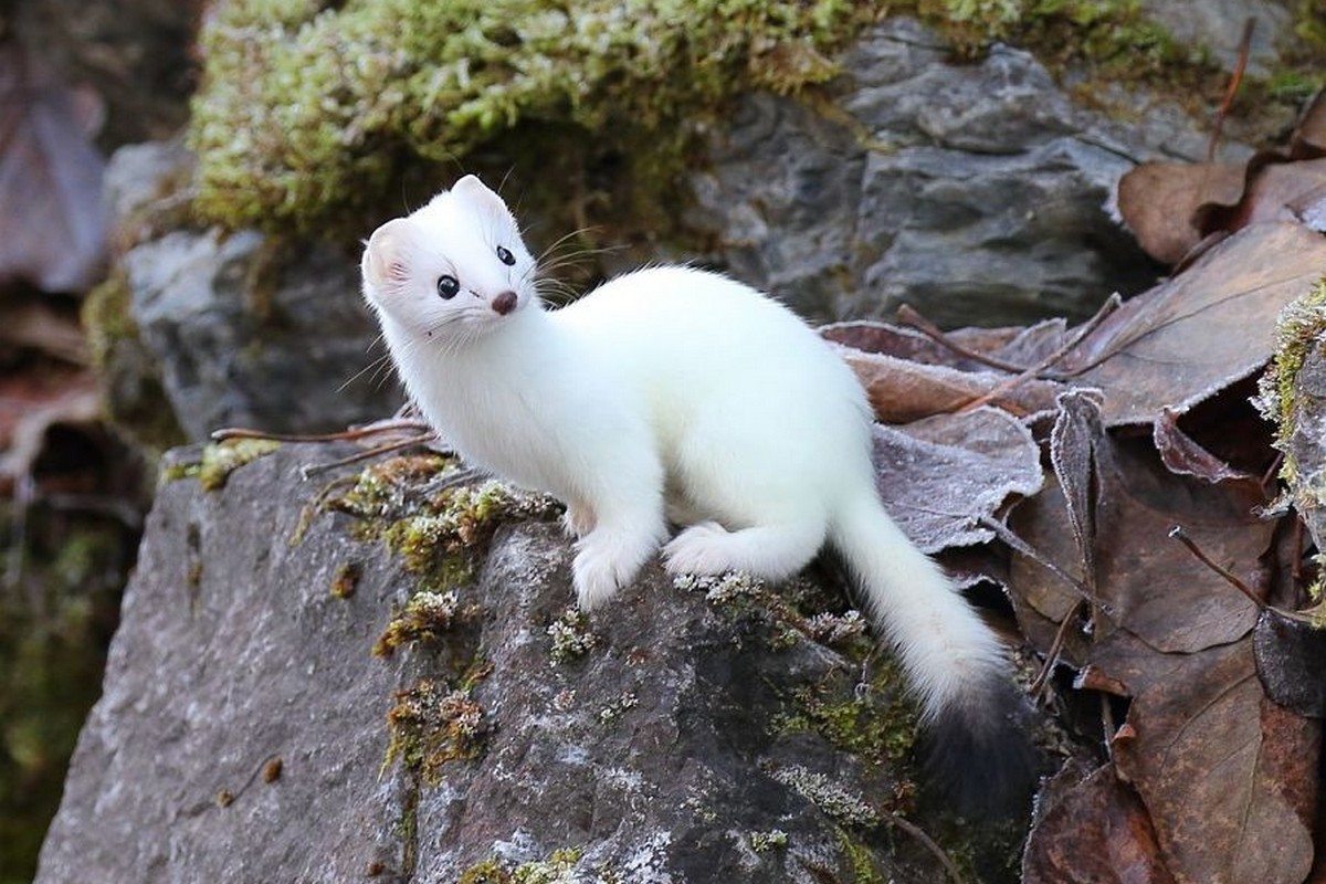 4-Горностай в белой шубке.jpg