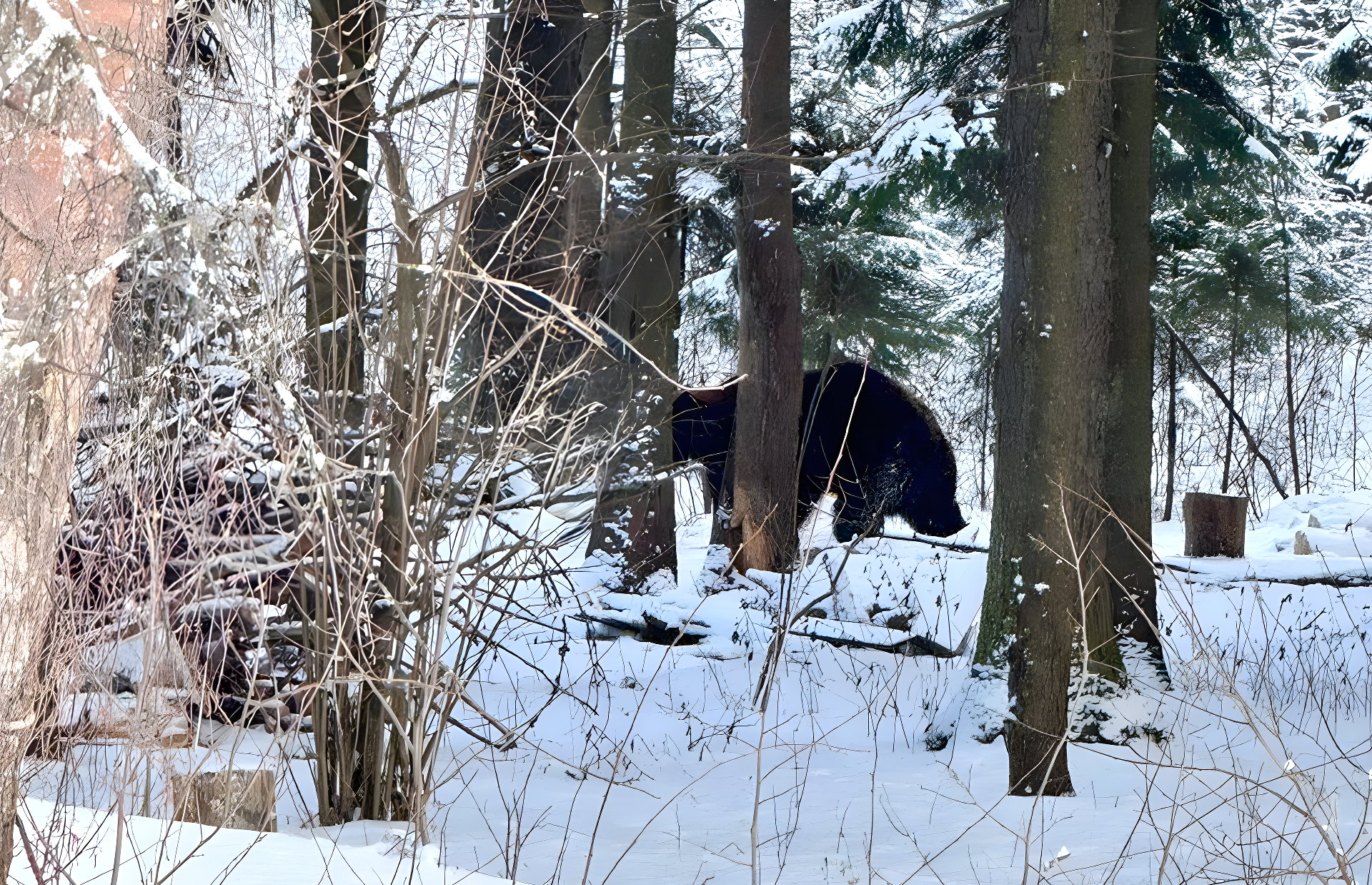 Медведь в зимнем лесу