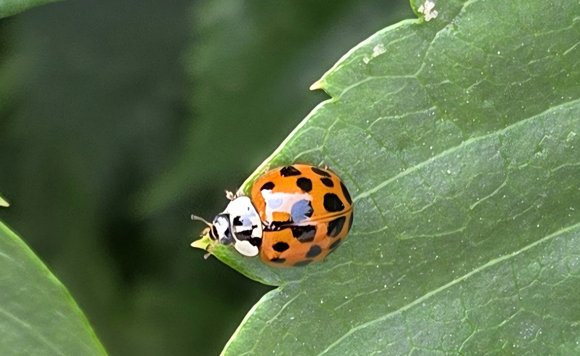 Божья коровка азиатская 