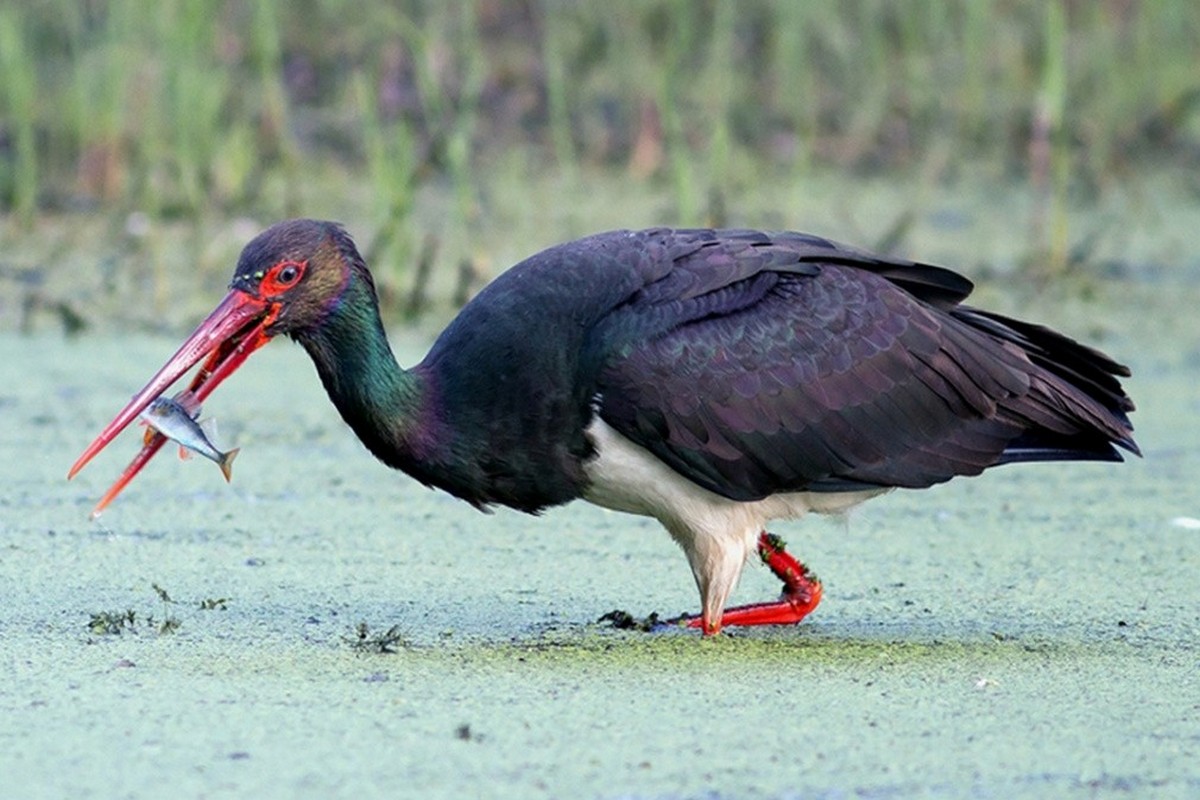 14-Черный аист ловит рыбу.jpg