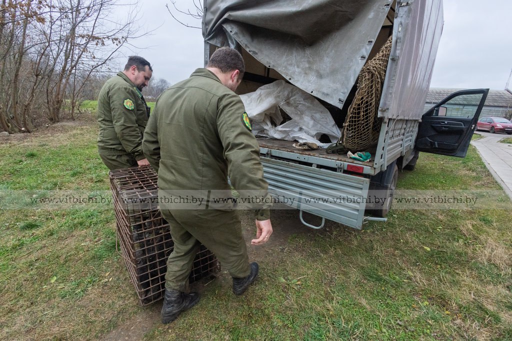 медвежонок в клетке.jpg