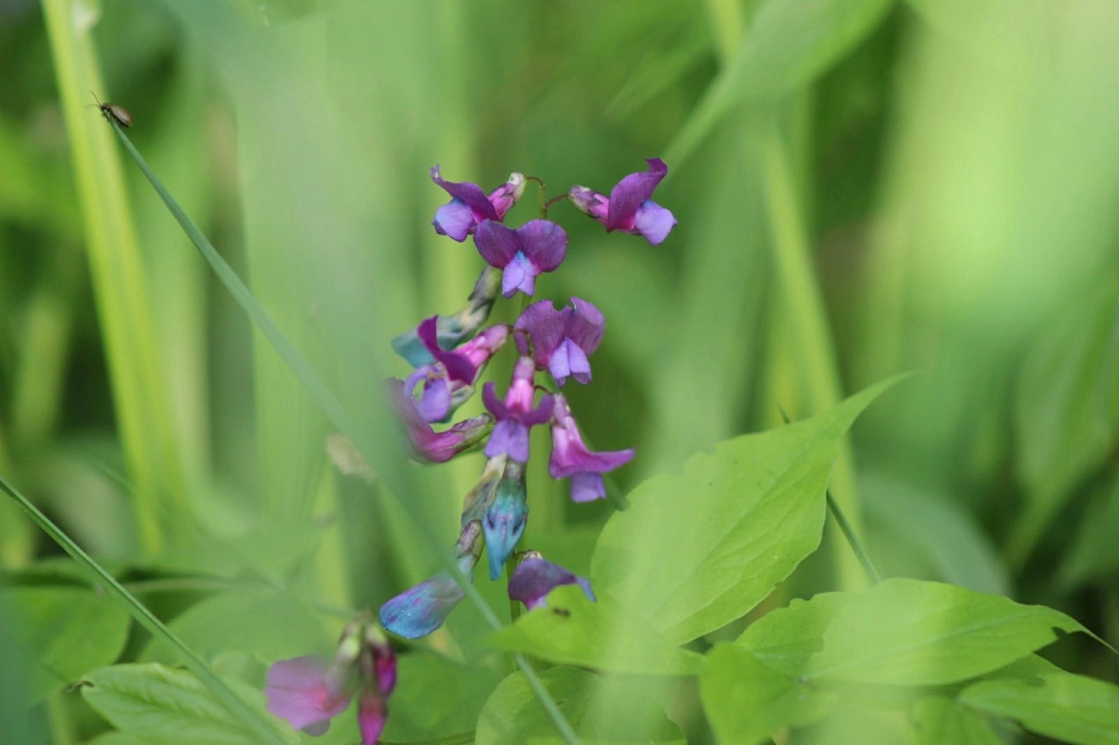 Сочевичник весенний 3.jpg