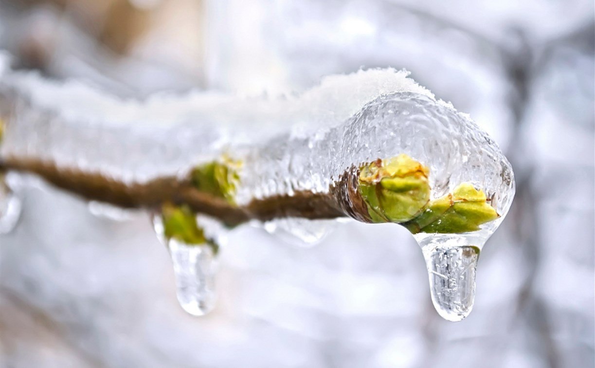 ветка во льду