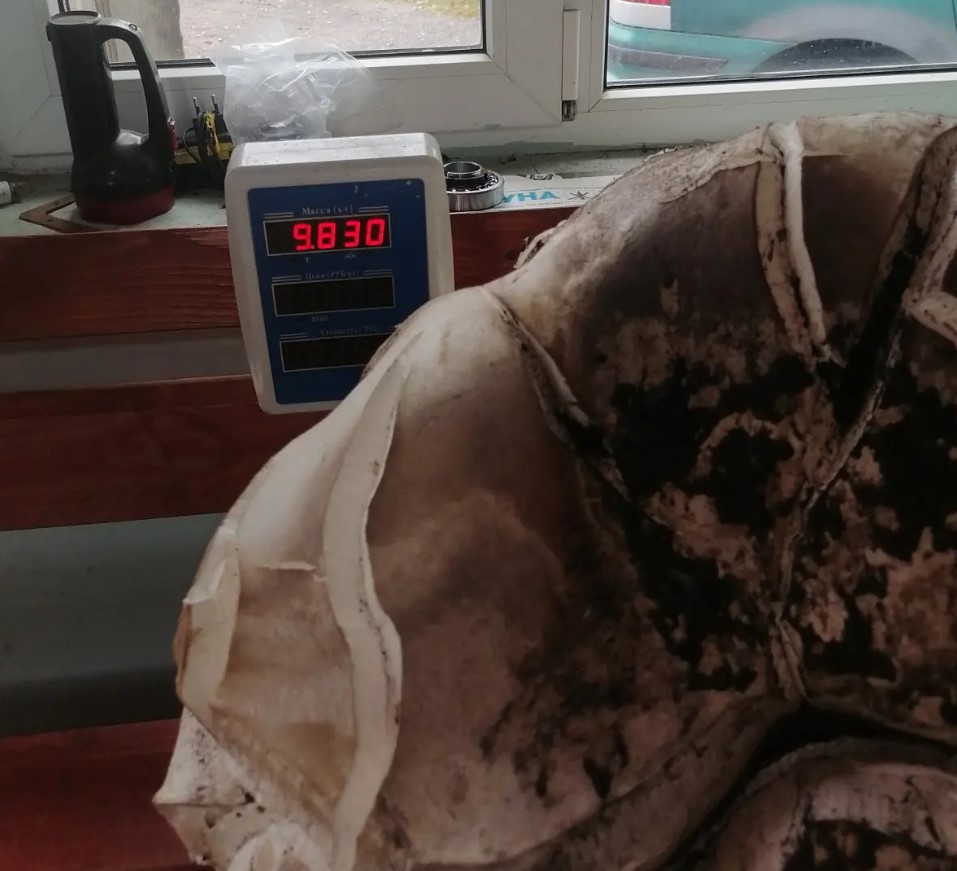 Гигантский гриб