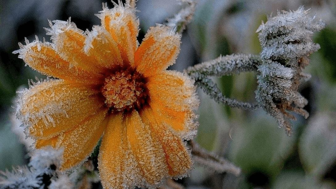 заморозки на даче