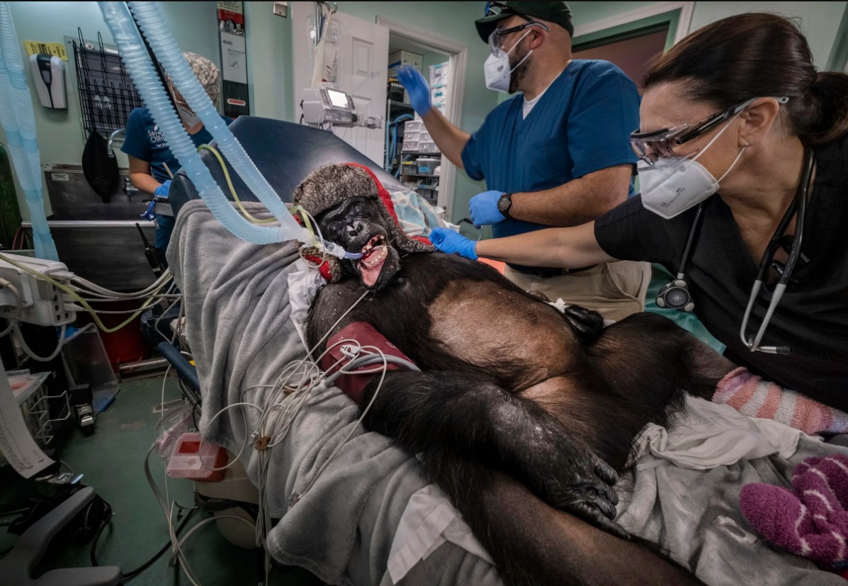 Ален Шрёдер, Фотожурналистка о природе