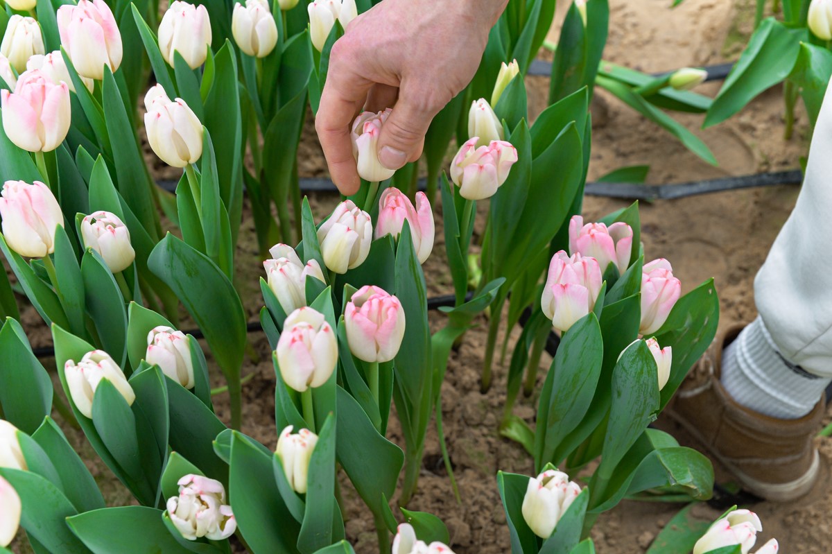 Репортаж из теплицы с тюльпанами 17.jpg