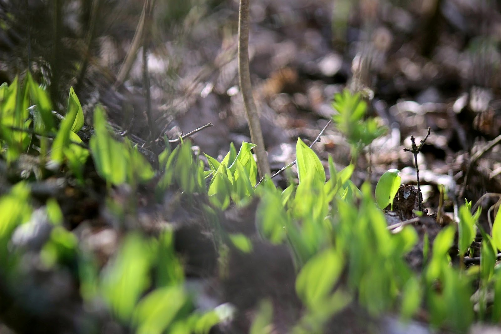Черемша лук медвежий 1.jpg