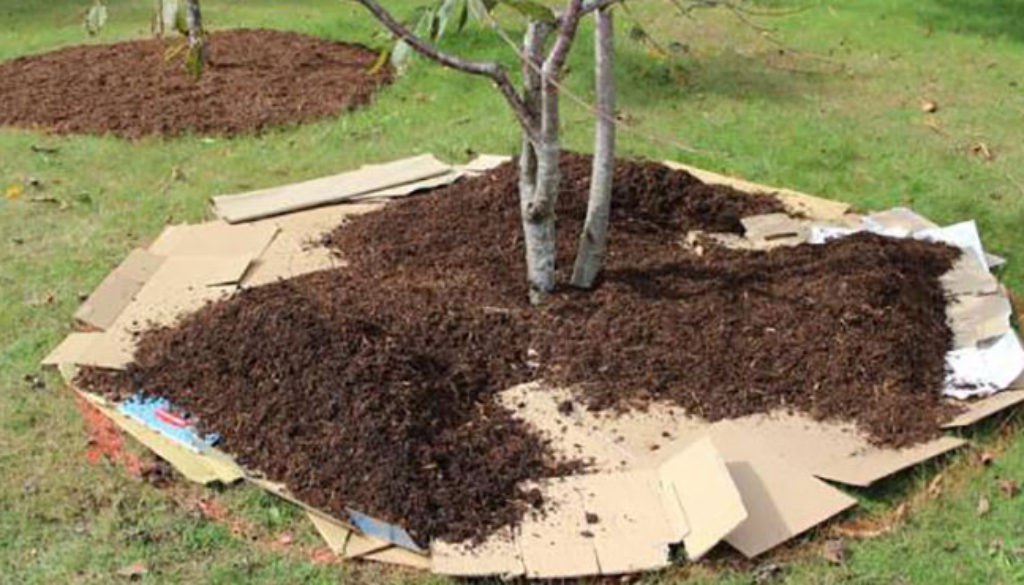 утепление деревьев.jpg