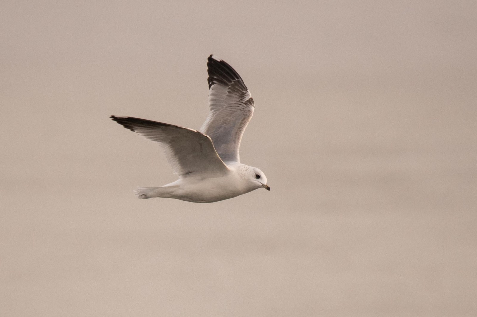 9-Сизая чайка.jpg